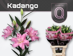 Lily Oriental Double Kadango 80cm 3+