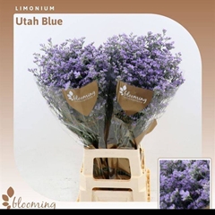 Limonium Utah Blue 80cm 40gr.