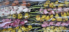 Cymbidium Mini Mix 60cm