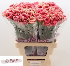 Dianthus Single Ipanema 65cm