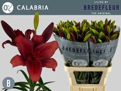 Lily La Calabria 95cm 4+