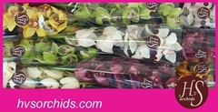 Cymbidium Mix 60cm