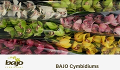 Cymbidium Mix 80cm