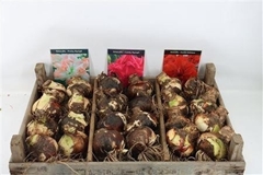 Hippeastrum Mix 15cm