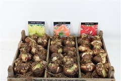Hippeastrum Mix 15cm