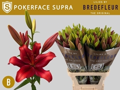 Lily La Pokerface 95cm 4+
