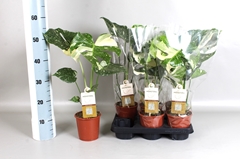 Monstera Deliciosa Thai Constellation 13Ø 55cm