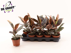 Ficus Belize 12Ø 35cm