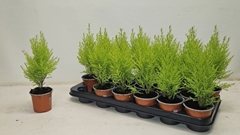 Cupressus Goldcrest Wilma 9Ø 30cm