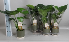 Monstera Deliciosa 15Ø 50cm
