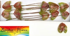 Anthurium Exquisite Queen 15cm Hd