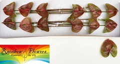 Anthurium Exquisite Queen 13cm Hd