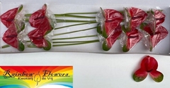Anthurium Mars Imp 15cm Hd