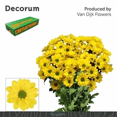 Chrysanth Spray Copa 70cm 80gr.