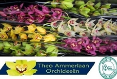 Cymbidium Mix 80cm