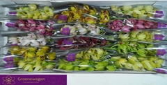 Cymbidium Mini Mix 50cm
