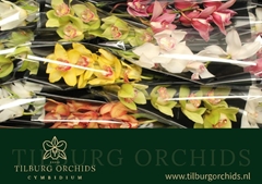 Cymbidium Mix 50cm