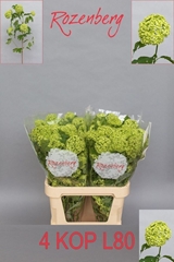 Viburnum Opulus Roseum 80cm 4-hd