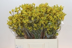 Anigozanthos Flavidus Bush Down 60cm