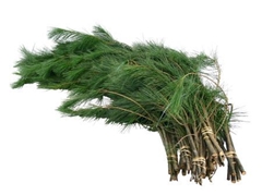 Pinus Strobus Per Bunch 90cm