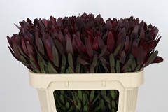 Leucadendron Safari Sunset 70cm