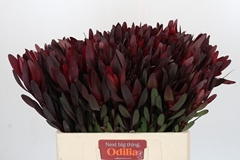 Leucadendron Safari Sunset 60cm