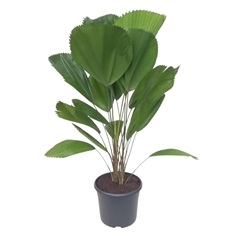 Licuala 29Ø 100cm