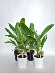 Licuala 15Ø 48cm