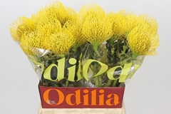 Leucospermum High Gold 50cm