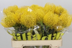 Leucospermum High Gold 60cm