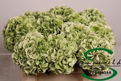 Hydrangea Schneeball Classic 50cm 11-13cm Hd
