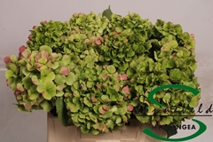 Hydrangea Verena Classic 40cm 9-11cm Hd