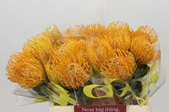 Leucospermum Soleil 40cm
