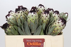 Protea Magnifica Niobe 50cm