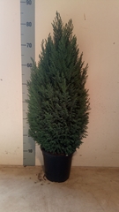Chamaecyparis Ellwoodii 19Ø 70cm