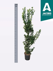 Ilex Blue Prince 27Ø 170cm