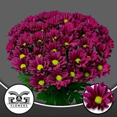 Chrysanth Spray Purple Star 70cm 80gr.