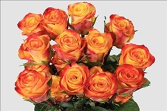 Rosa Tutti Frutti 50cm