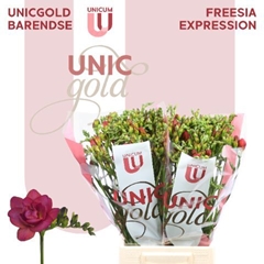 Freesia Double Expression 50cm 25gr.