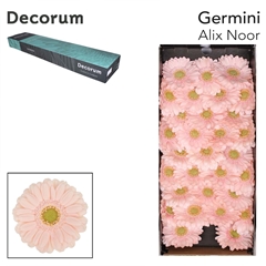 Gerbera Mini Green Center Alix-Noor 45cm 7cm Hd
