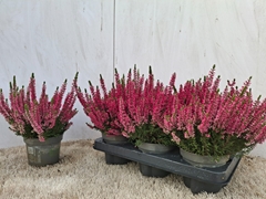 Calluna Vulgaris Beauty Ladies Sabine 12Ø 24cm