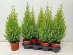 Cupressus Goldcrest Wilma 14Ø 65cm
