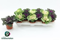 Brassica Oleracea 10Ø 15cm