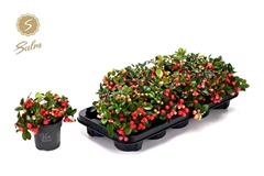Gaultheria Big Berry 10Ø 17cm