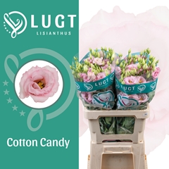 Eustoma Double Cotton Candy 70cm