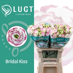 Eustoma Double Croma Bridal Kiss 70cm
