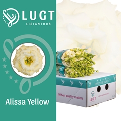 Eustoma Double Alissa Yellow 70cm