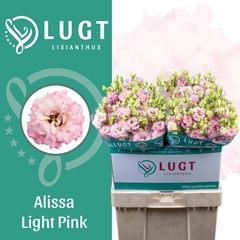 Eustoma Double Alissa Light Pink 70cm