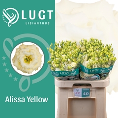 Eustoma Double Alissa Yellow 70cm