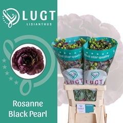 Eustoma Double Rosanne Black Pearl 70cm